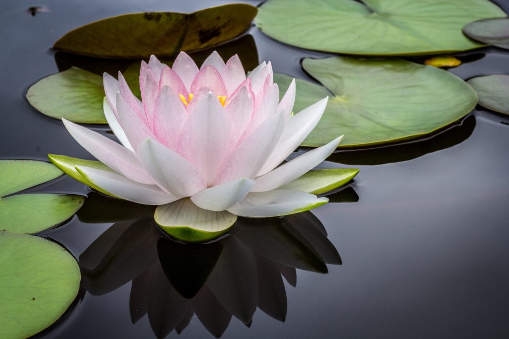  peaceful lotus flower. For therapy and counseling near Bethpage, NY.